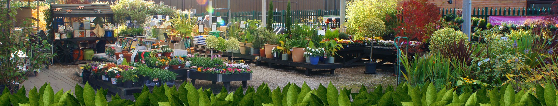 about-head quality plants