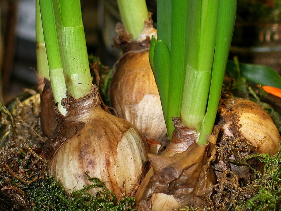 flower-bulbs