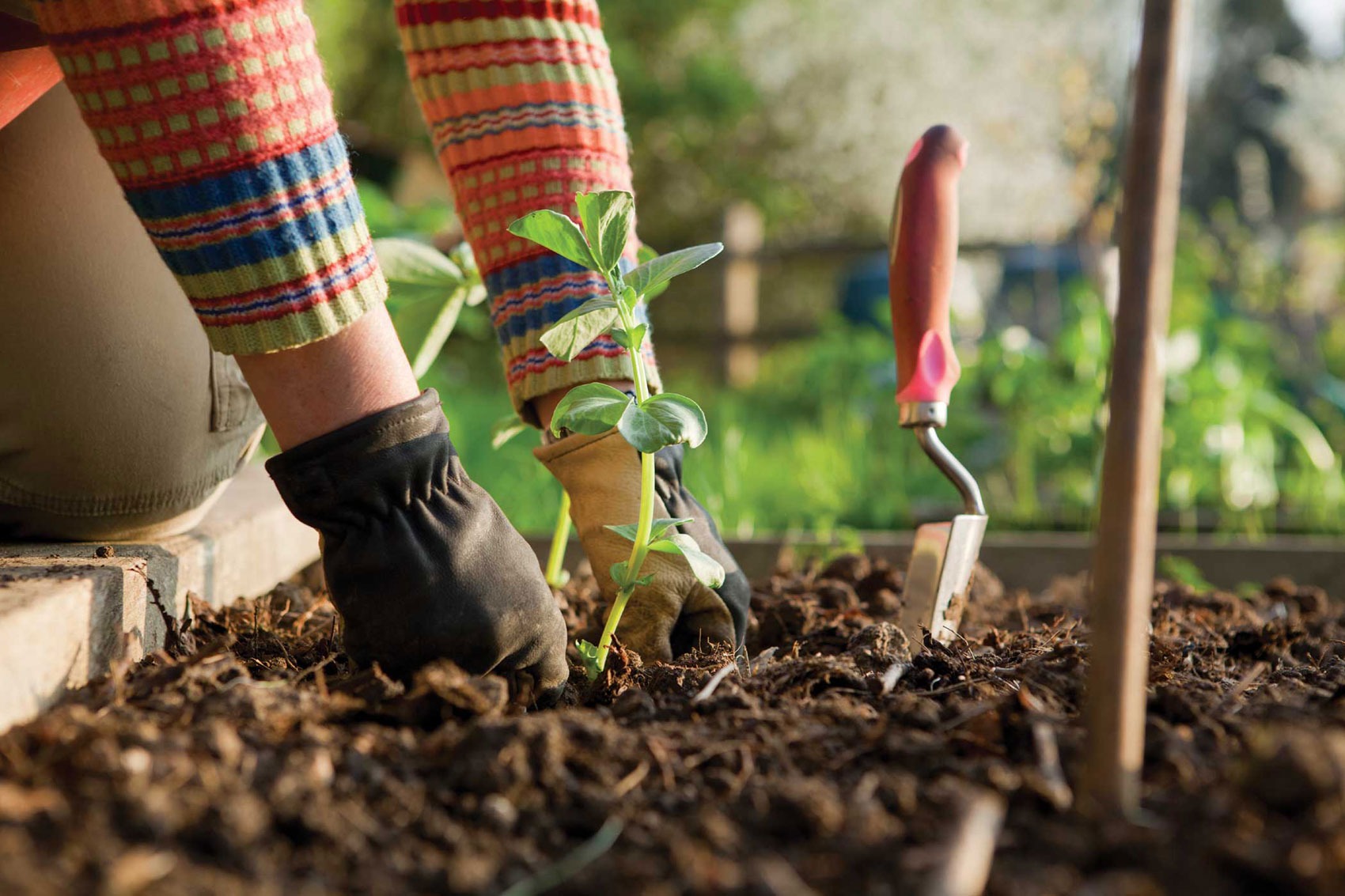grow your own