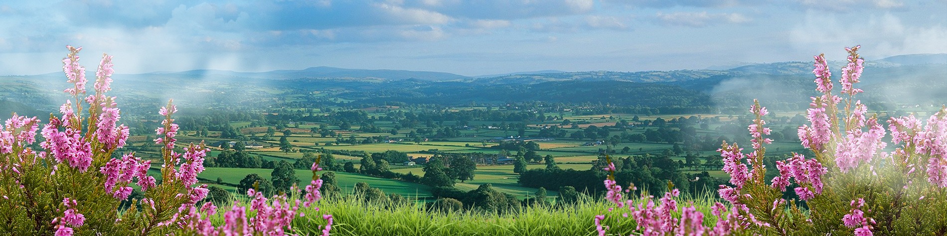 home-slider-1.a quality plants