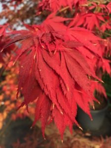 acer red 1 Acer