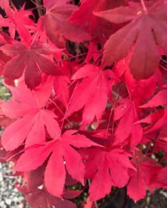 Japanese Maple