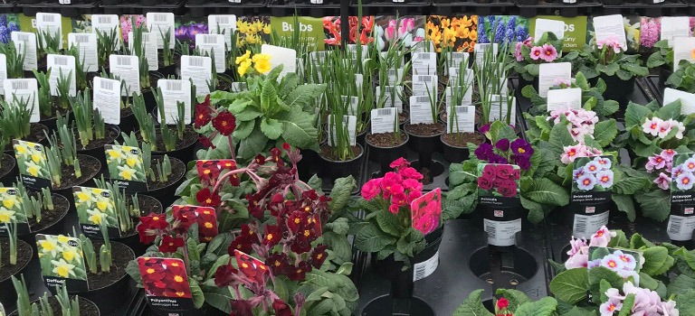 variety of potted plants on display