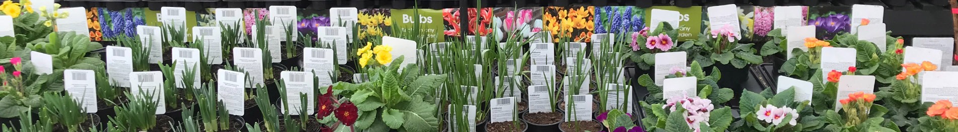 variety of potted plants on display