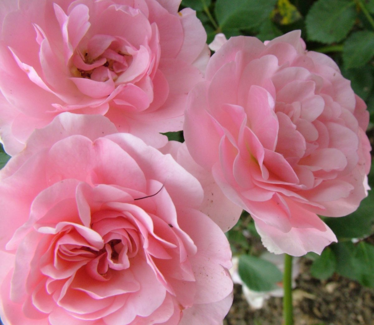 Well fed roses are healthy roses! Seven Oaks