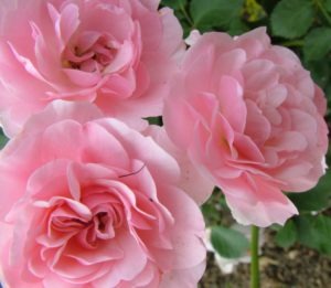 rose plant cropped