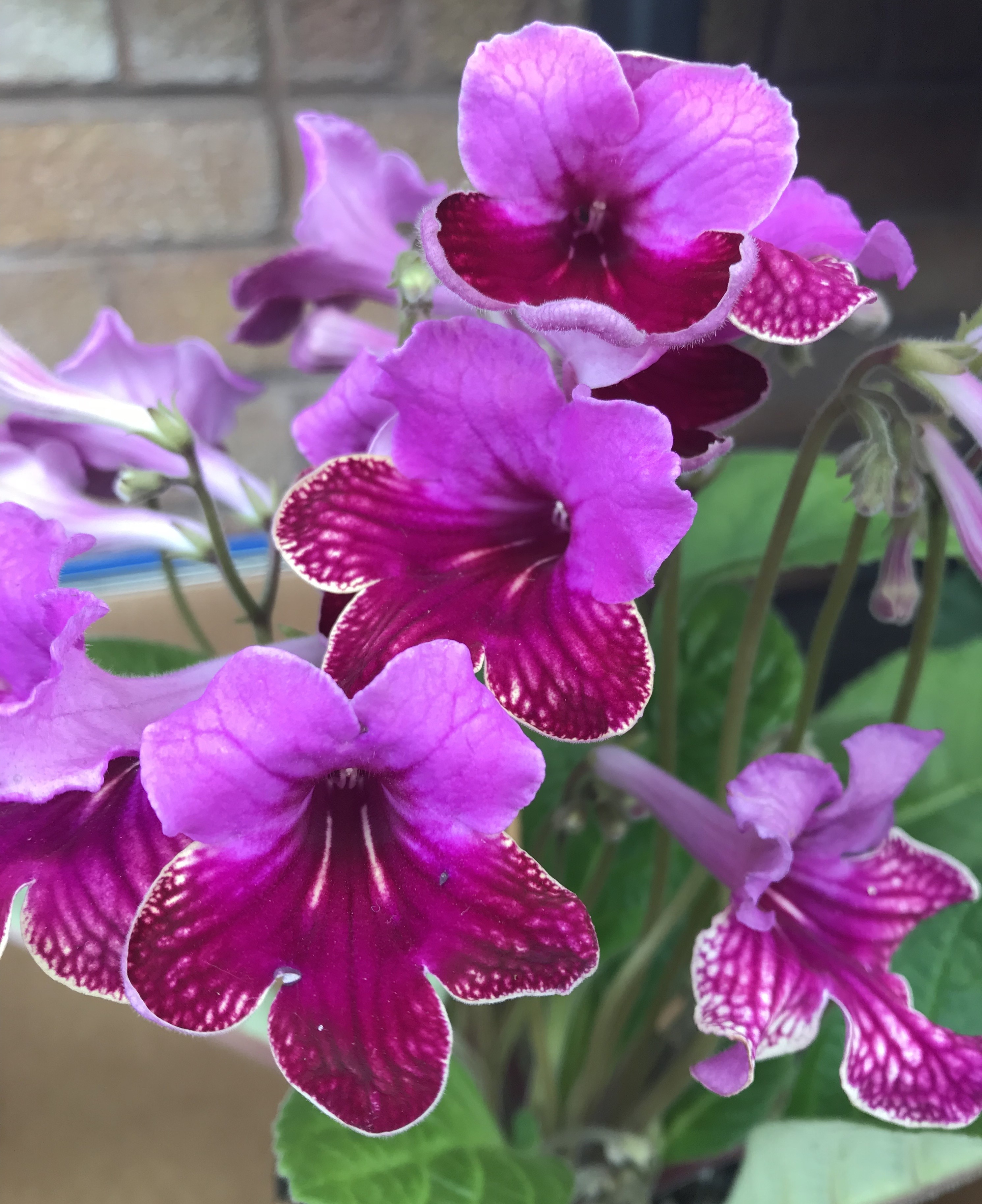 streptocarpus pink