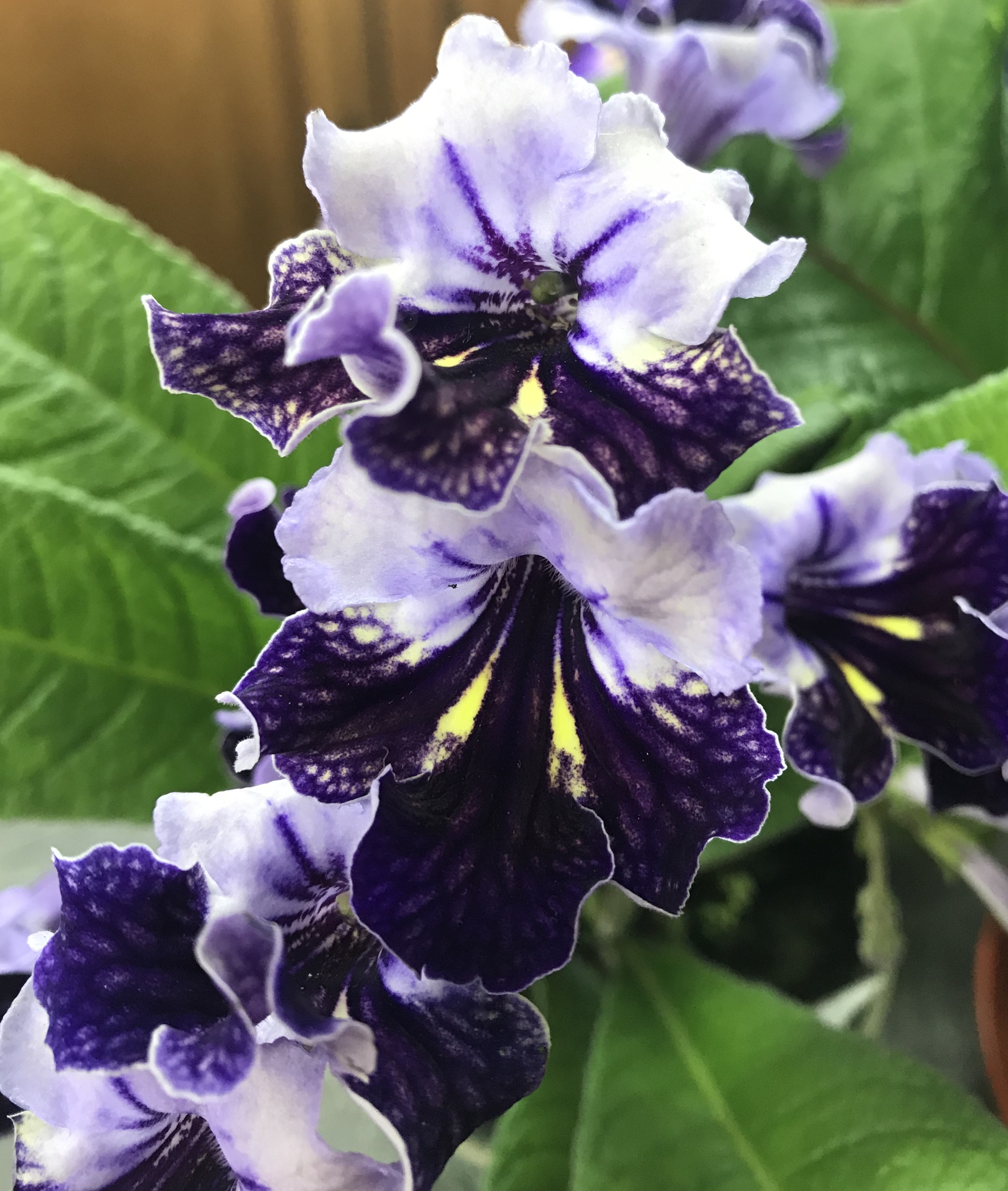 streptocarpus purple